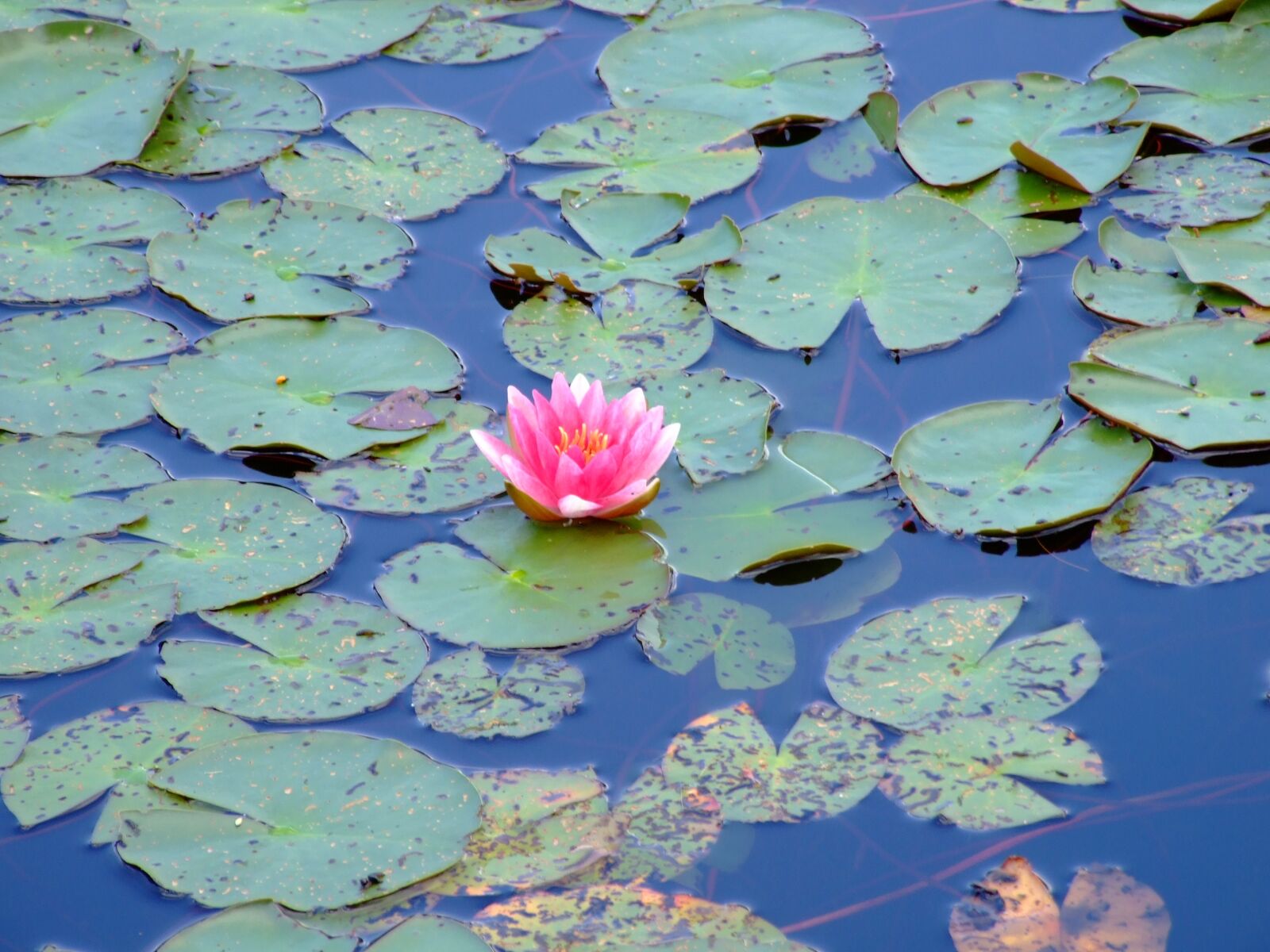 Fujifilm FinePix S6500fd sample photo. Water lily, lily, lotus photography