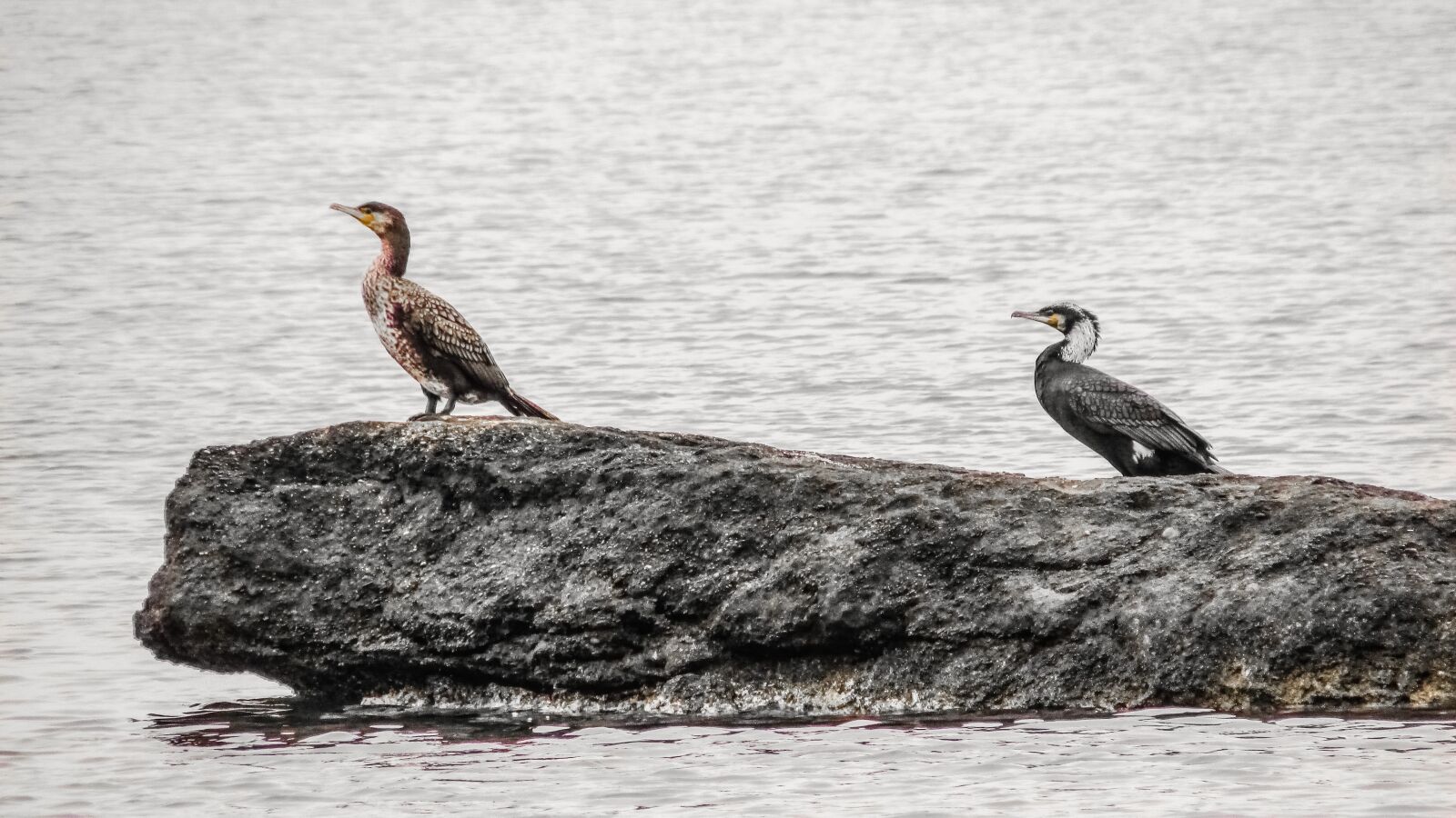 Canon PowerShot SX400 IS sample photo. Cormorant, seabird, wildlife photography