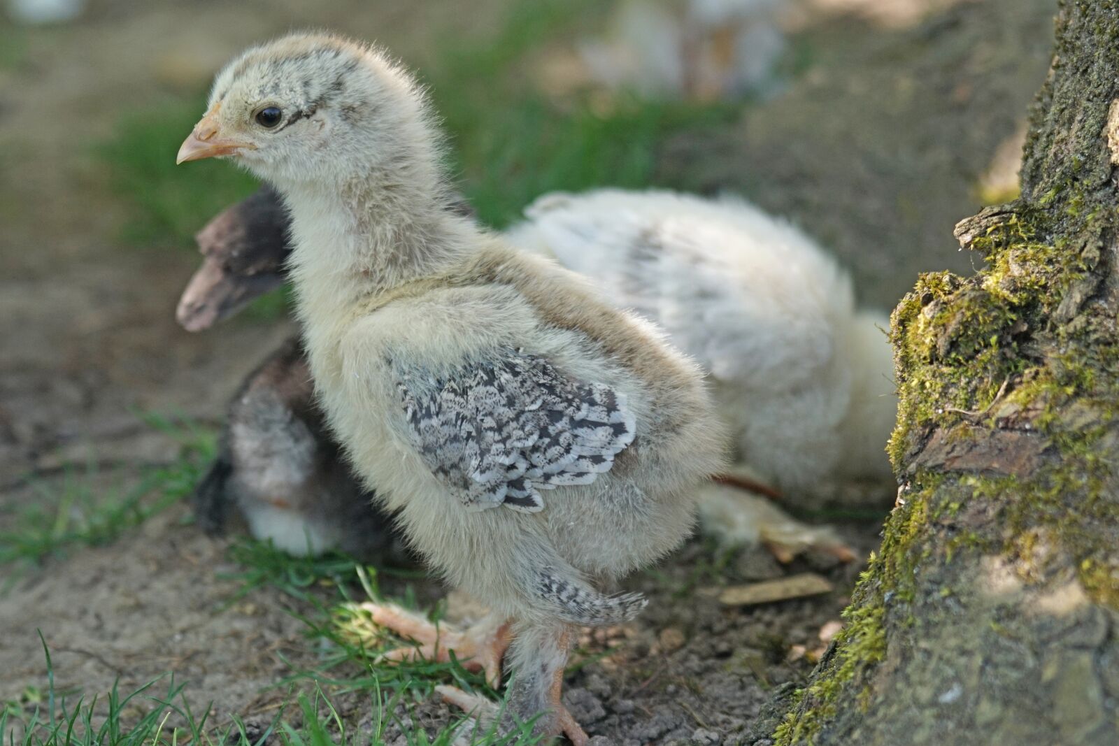 Sony ILCA-77M2 + Sony 70-400mm F4-5.6 G SSM sample photo. Chicks, brahama, chicken photography