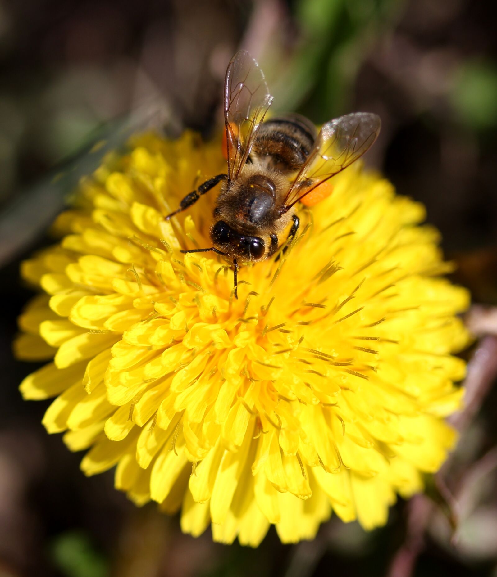 Canon EF-S 60mm F2.8 Macro USM sample photo. Dandelion, bee, yellow photography