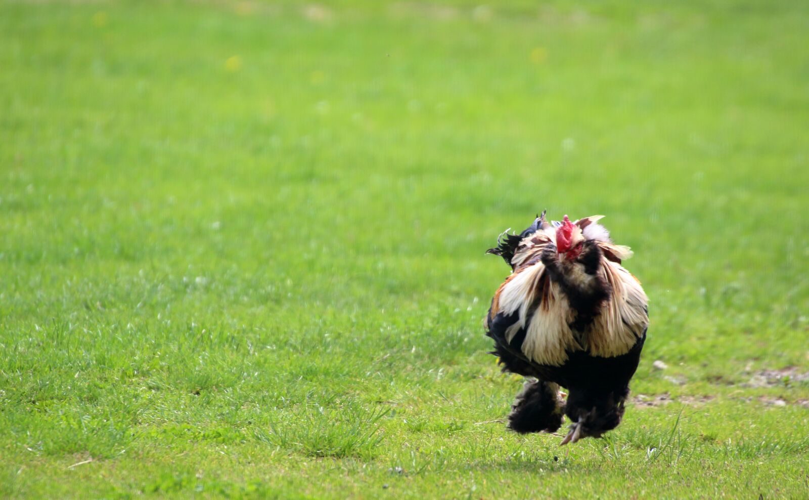 Canon EOS 1300D (EOS Rebel T6 / EOS Kiss X80) sample photo. Hahn, meadow, poultry photography