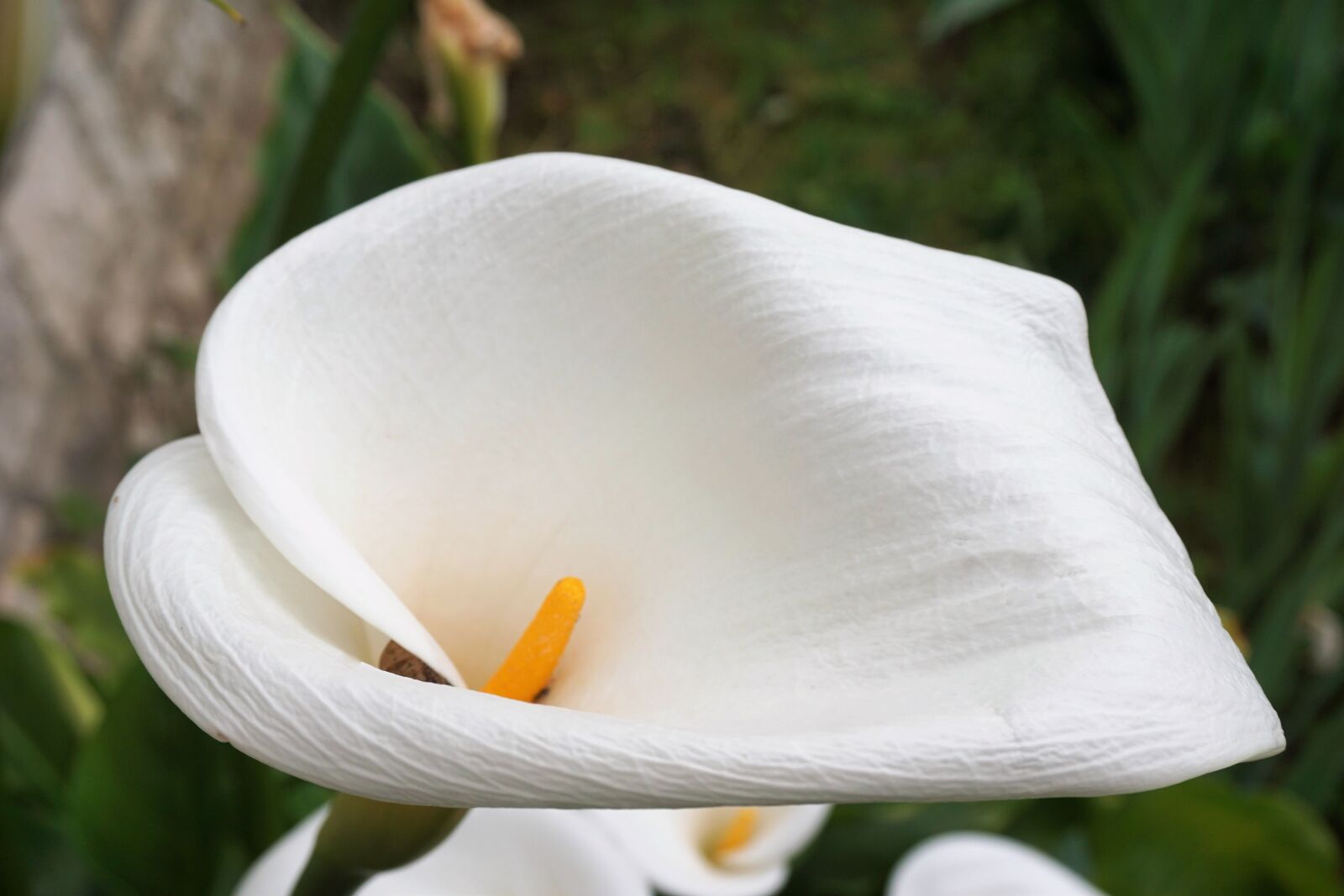 Sony a6000 sample photo. Arum, botanique, fleur, fleur photography