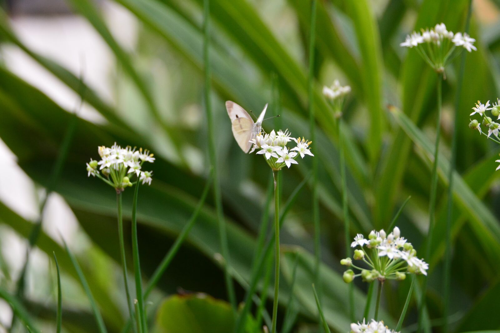 Nikon D7100 sample photo. Nature, flower, butterfly photography