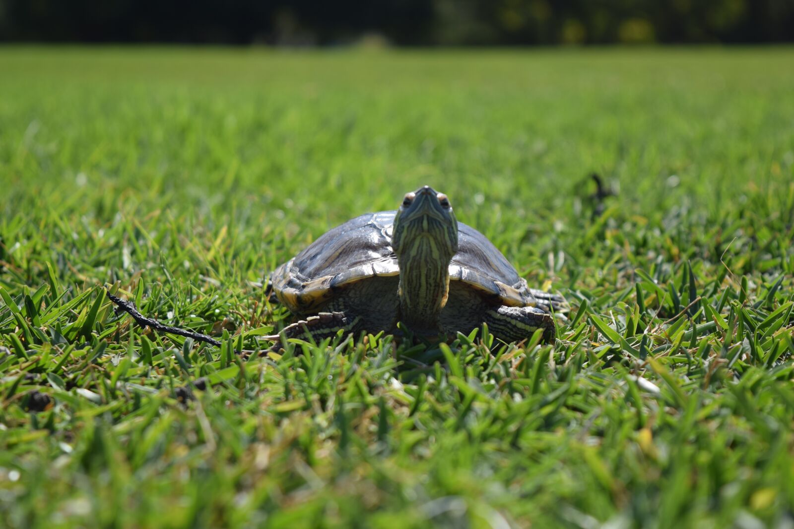Nikon D3300 sample photo. Turtle, green, nature photography