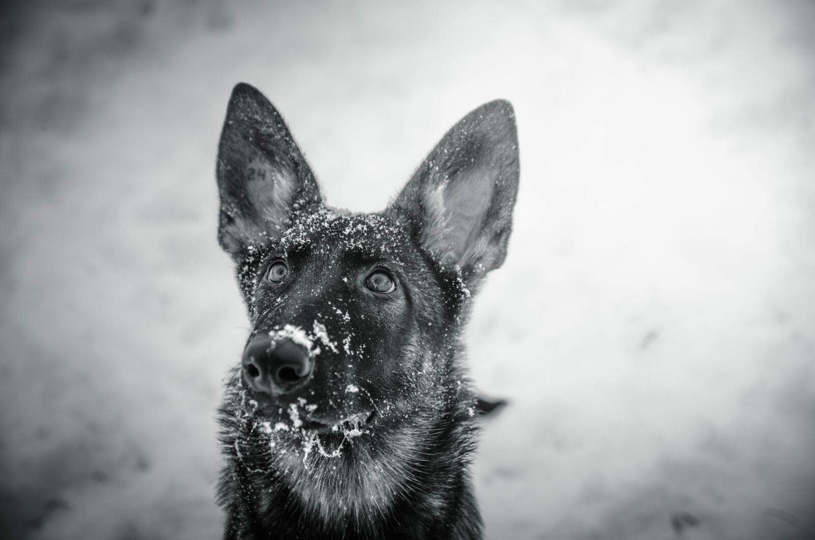 Nikon D5100 sample photo. Dog, shepherd, animals photography