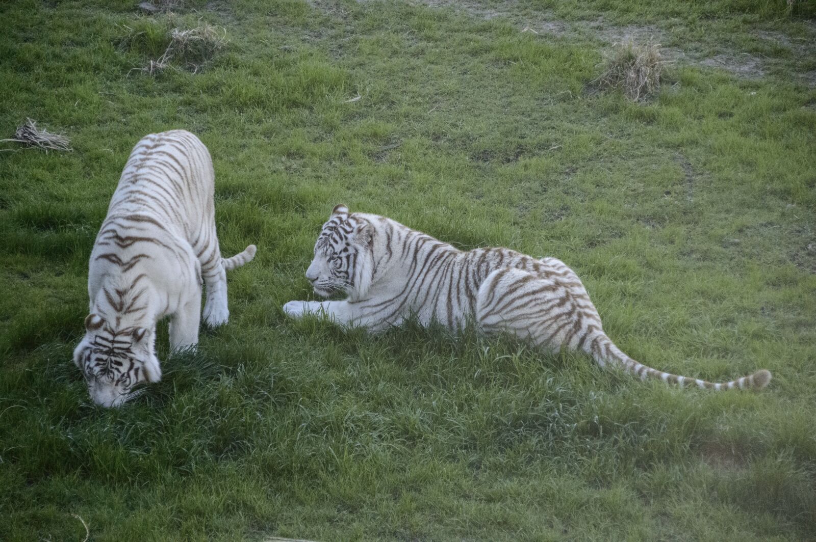 Nikon D3200 sample photo. Couple, tigers, white tiger photography