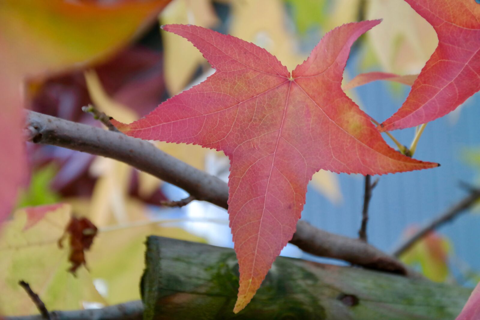 Samsung NX300 sample photo. Autumn, fall foliage, red photography