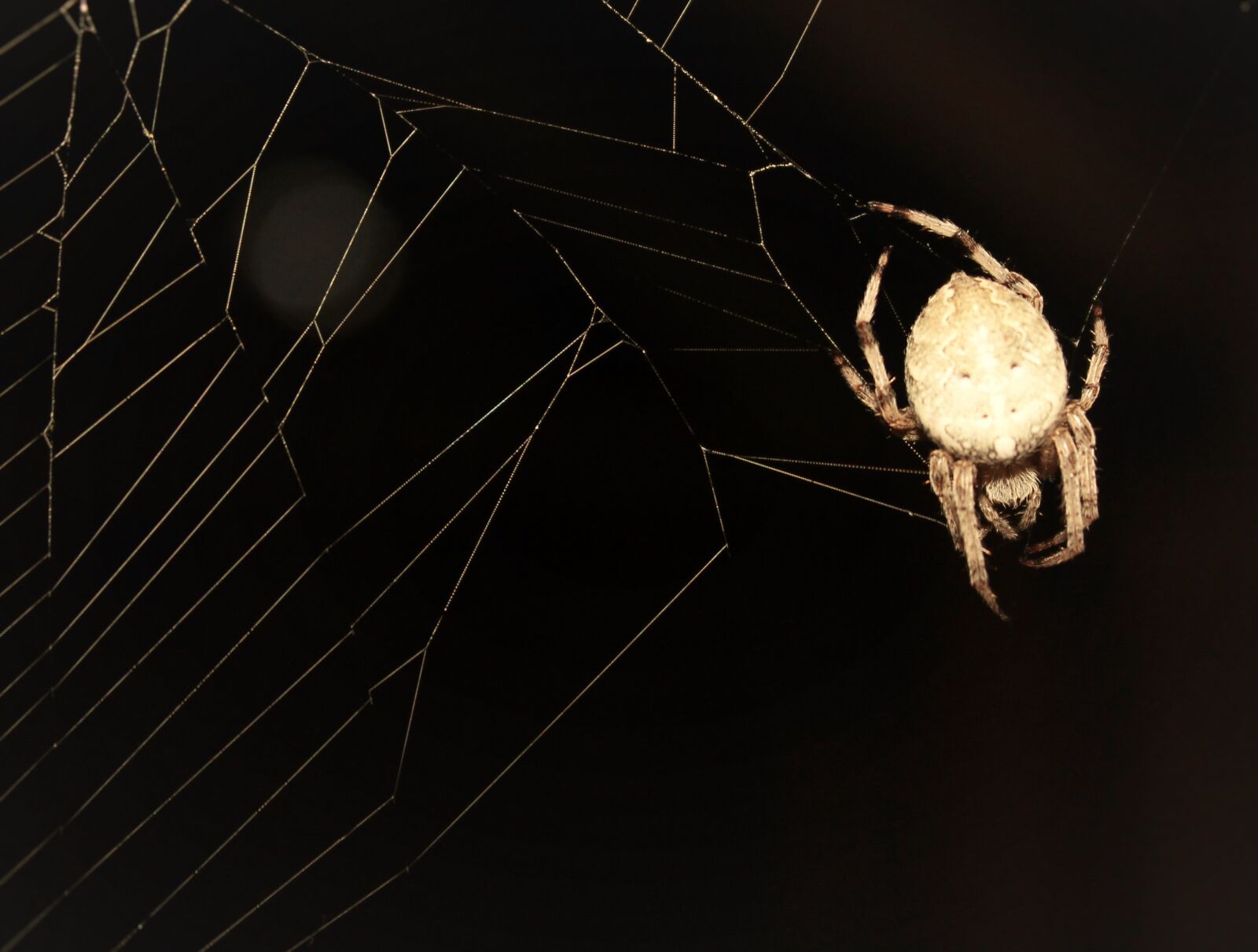 Canon EOS 1100D (EOS Rebel T3 / EOS Kiss X50) sample photo. Black, dark, grey, spider photography
