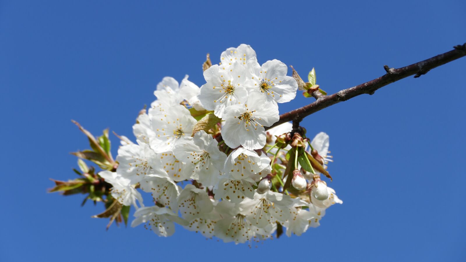 Panasonic Lumix DMC-FZ1000 sample photo. Branch, flower, tree photography