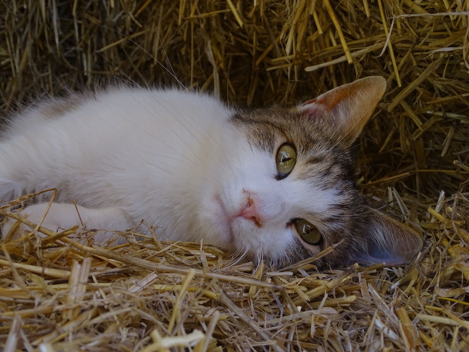 Sony Cyber-shot DSC-HX400V sample photo. Cat, pet, resting cat photography