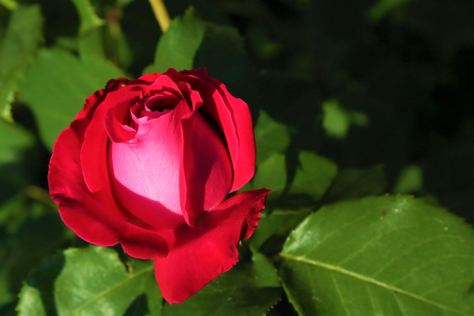 Canon EF 24-105mm F4L IS USM sample photo. Rose, spring, nature photography