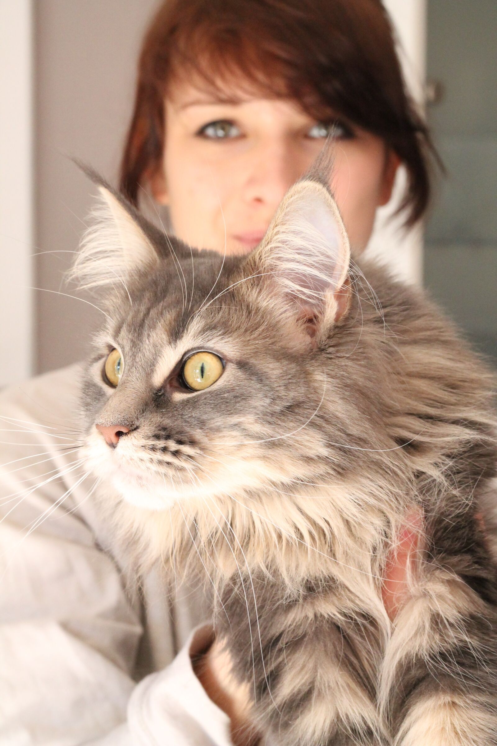 Canon EOS 1100D (EOS Rebel T3 / EOS Kiss X50) + Canon EF 50mm F1.8 II sample photo. Cat, pet, love photography