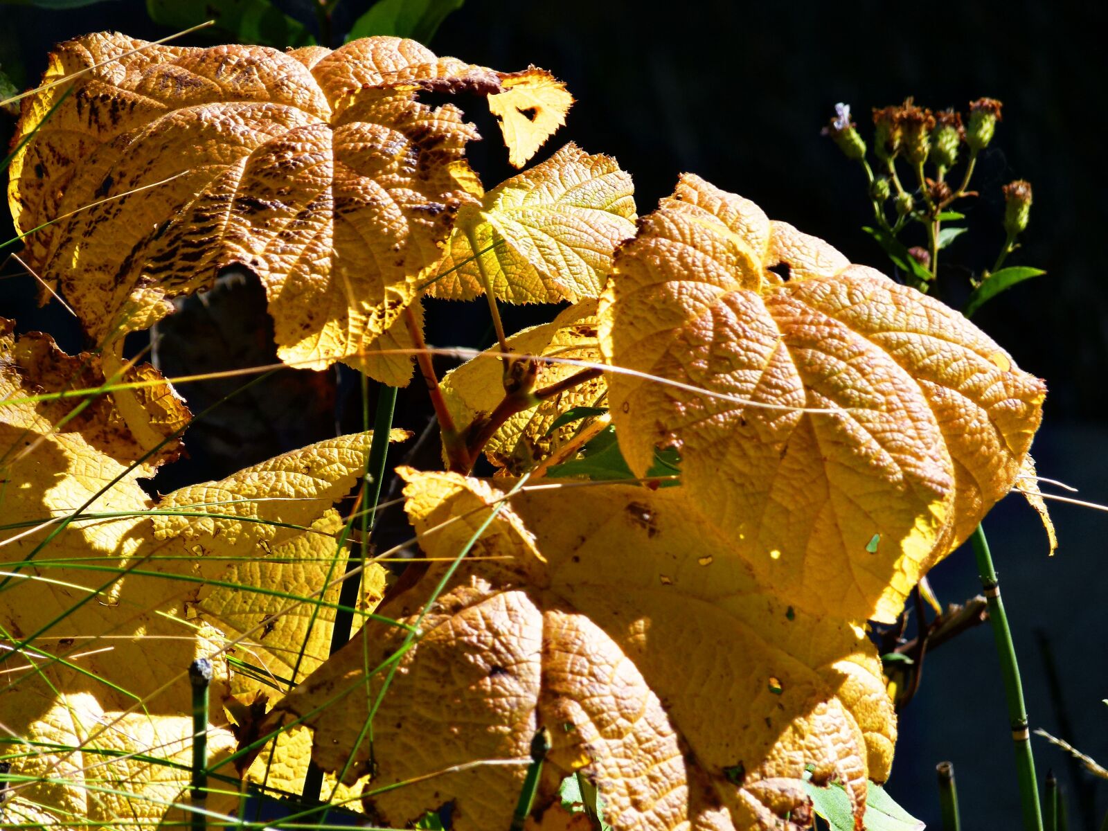 Panasonic Lumix DMC-FZ100 sample photo. Colorful, leaves, forest photography