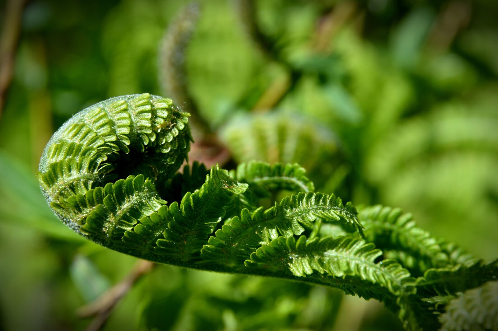 Nikon D3200 sample photo. Fern, polypody, green photography