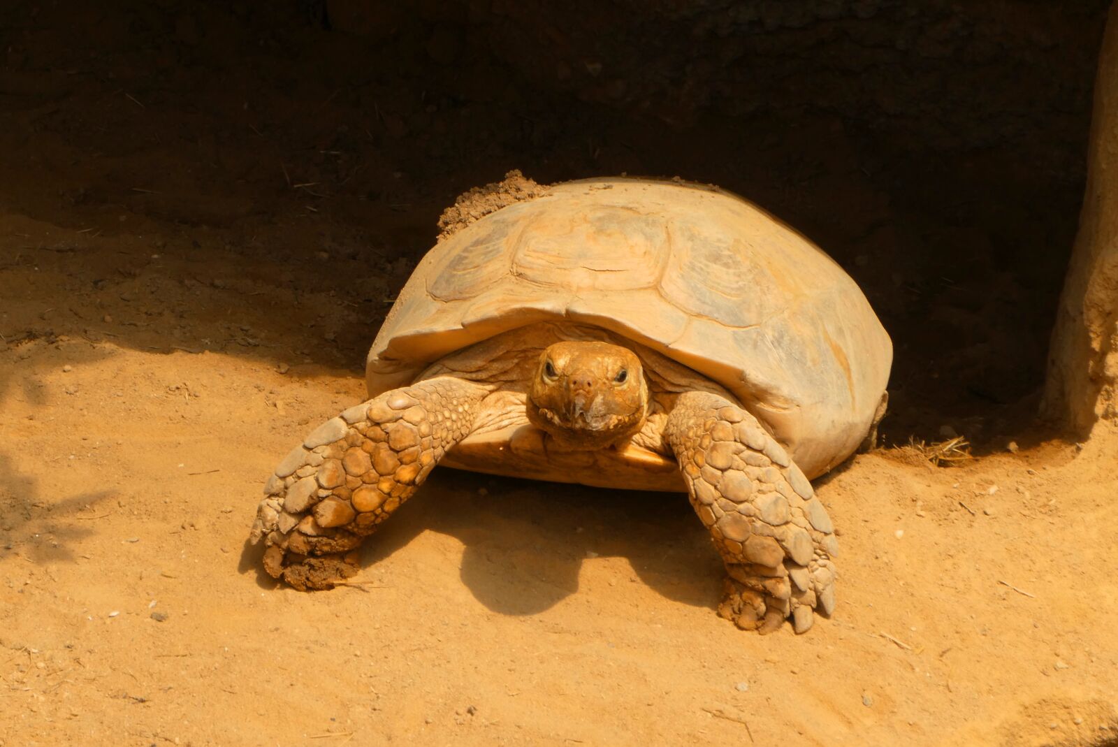 Panasonic Lumix DC-ZS70 (Lumix DC-TZ90) sample photo. Turtle, zoo, blijdorp photography