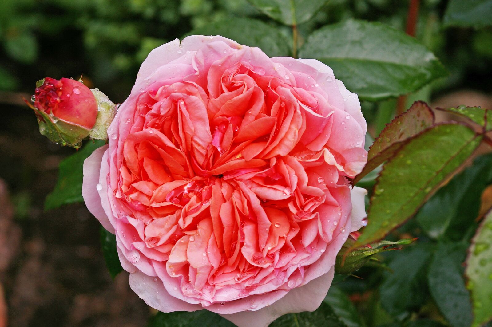 Pentax *ist DL2 sample photo. Rose, scented rose, blossom photography