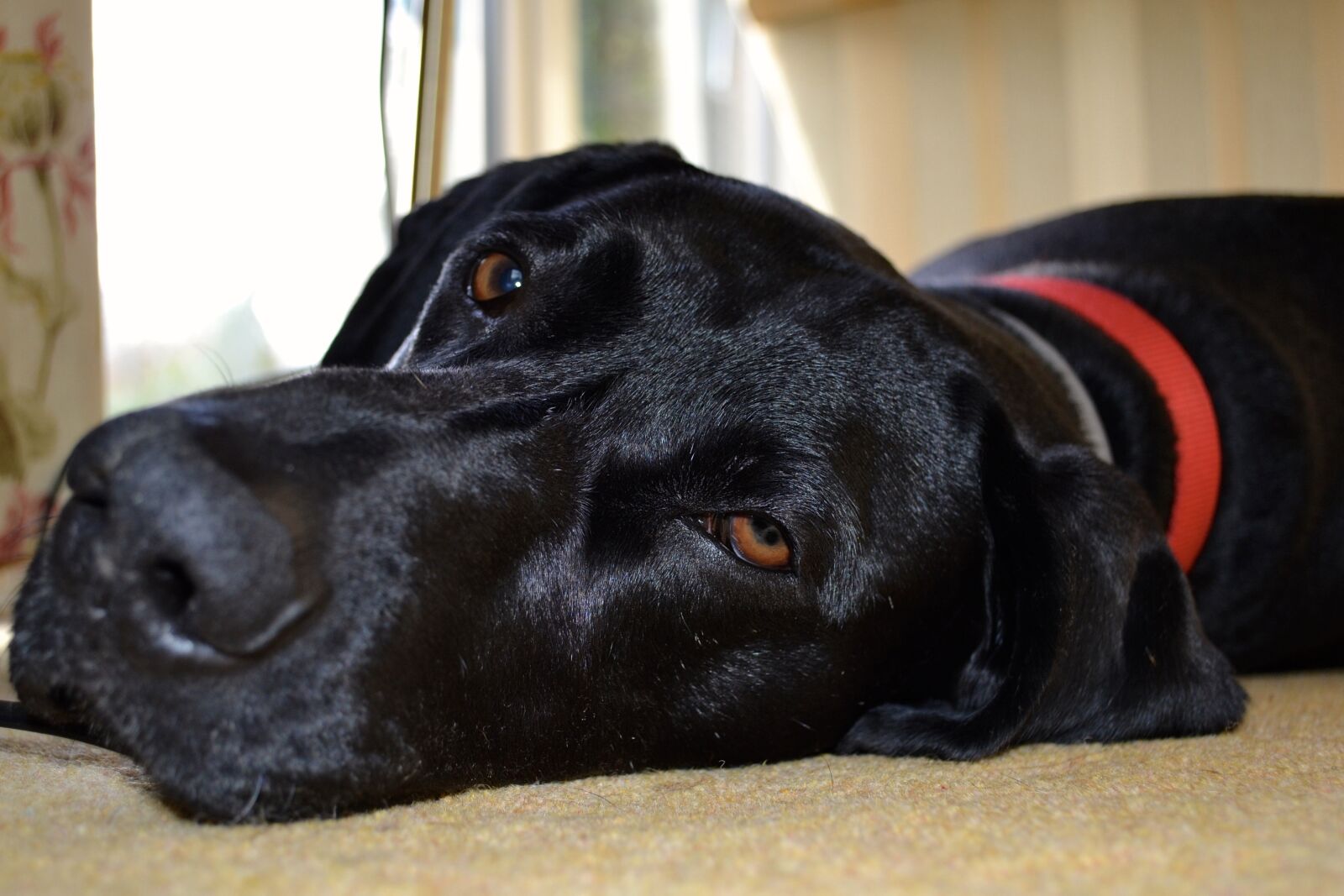 Nikon D3100 sample photo. Dog, nose, pointer photography