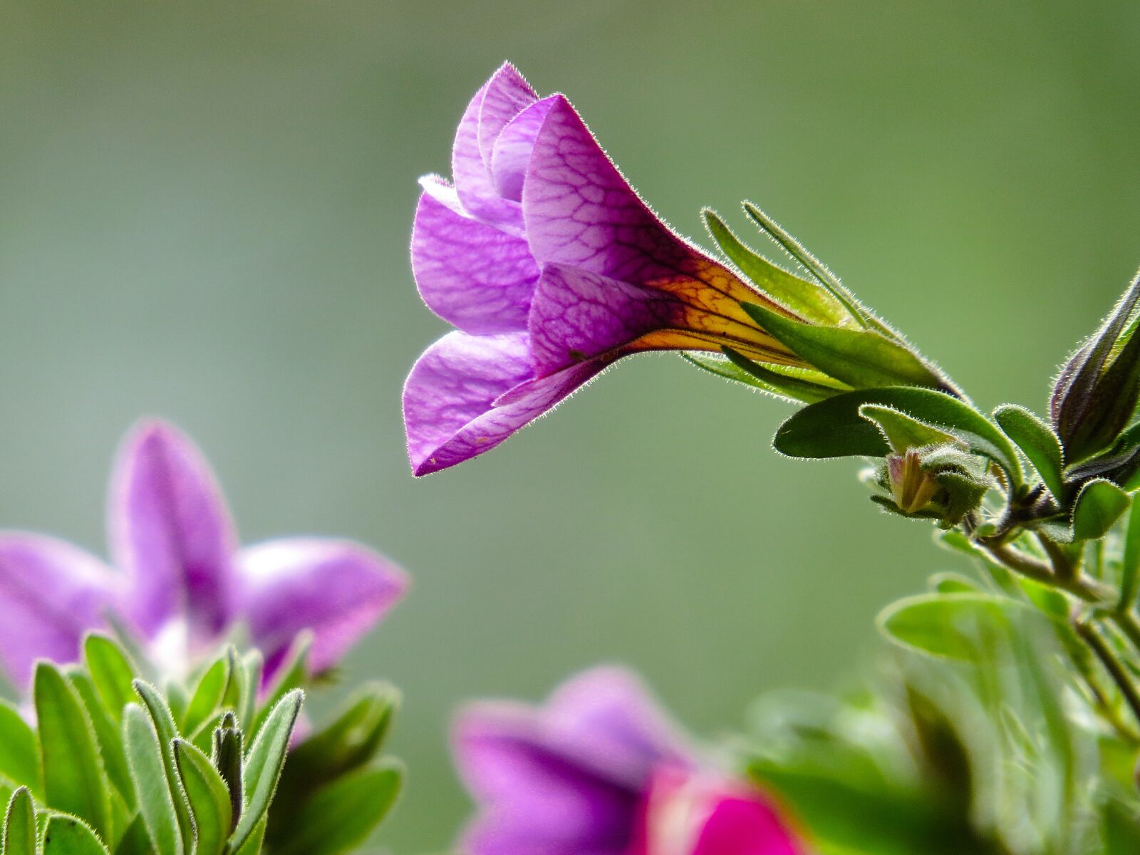 Canon PowerShot SX50 HS sample photo. Nature, flower, petunia photography