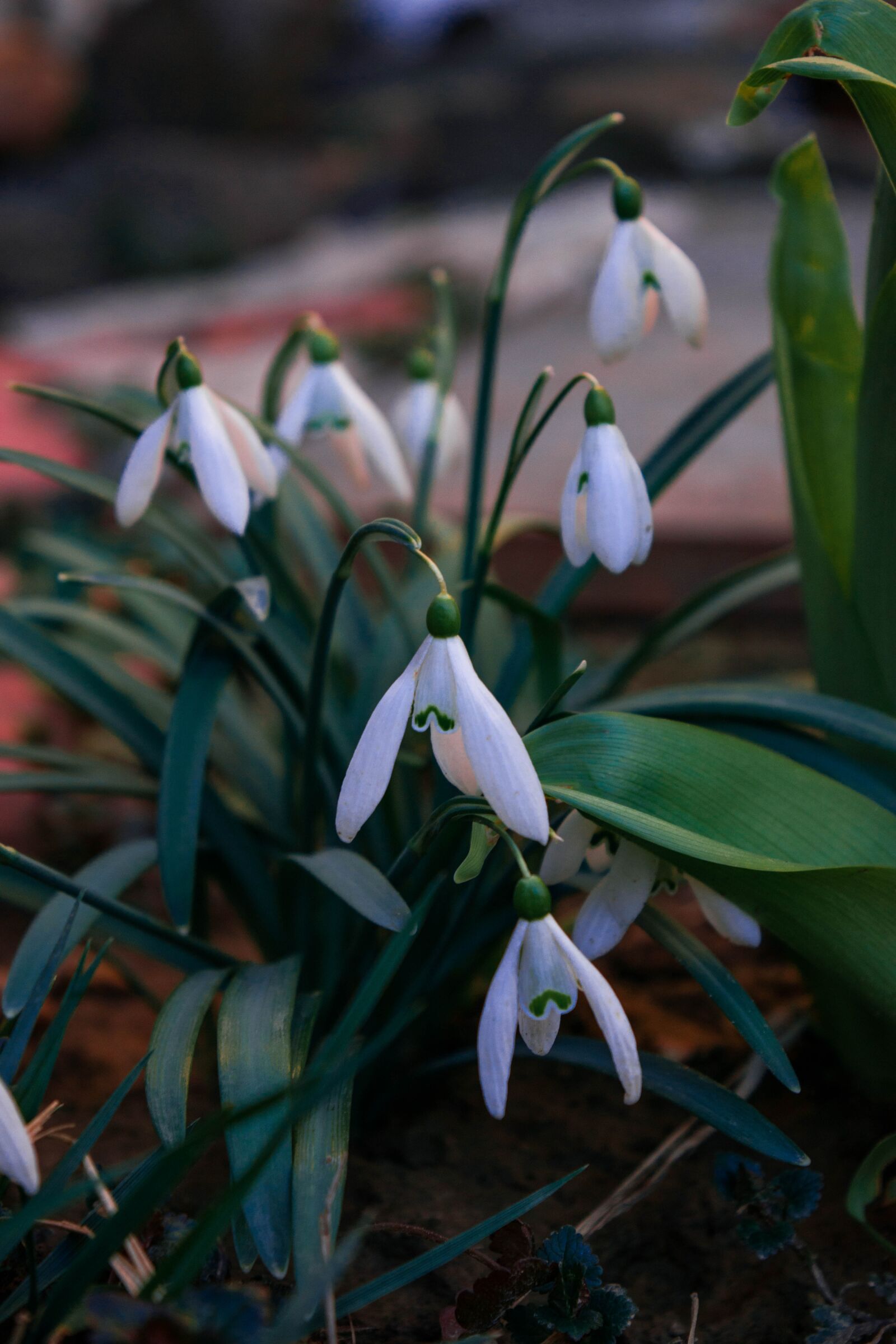 Nikon D5300 sample photo. Snežienky, spring, flowers photography