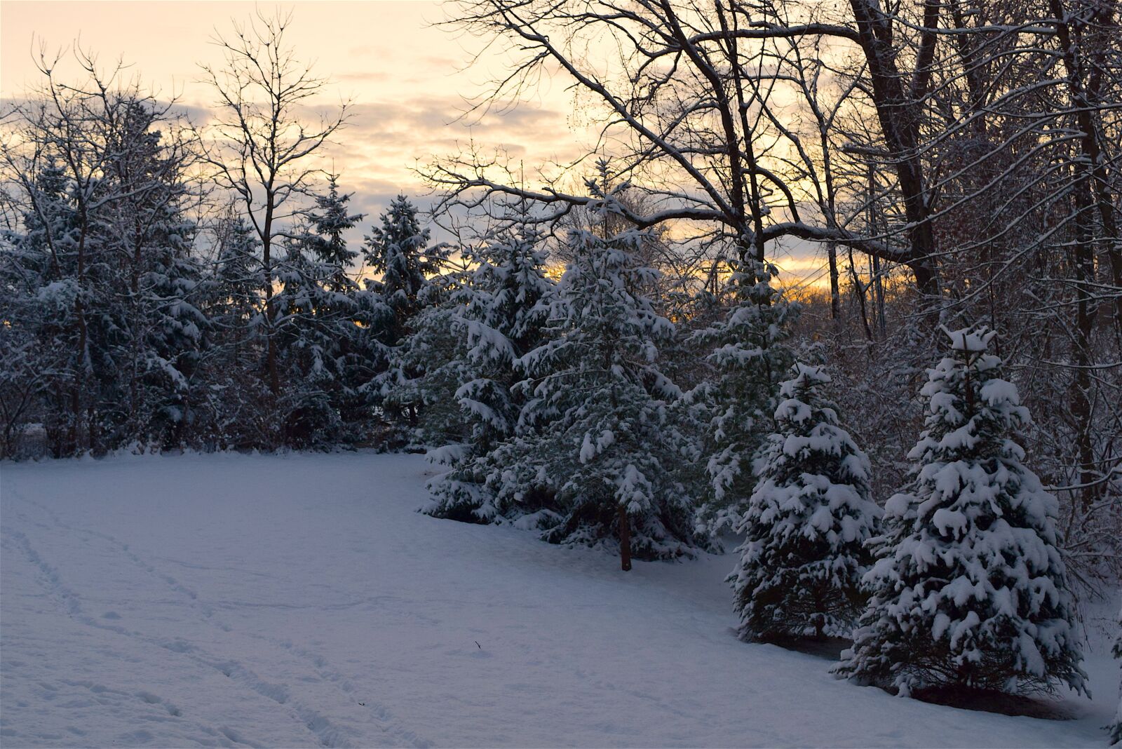 Nikon D3300 sample photo. Winter, snow, frost photography