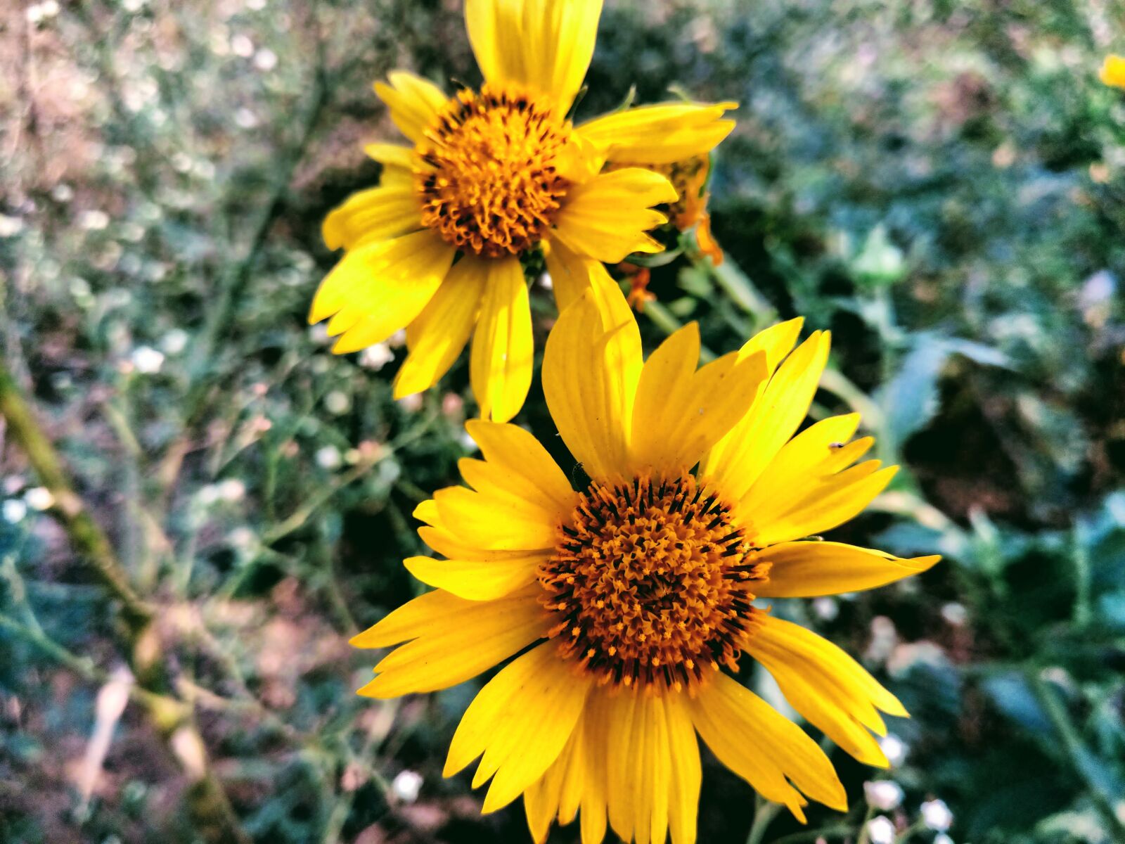 Motorola Moto X Play sample photo. Sunflower photography