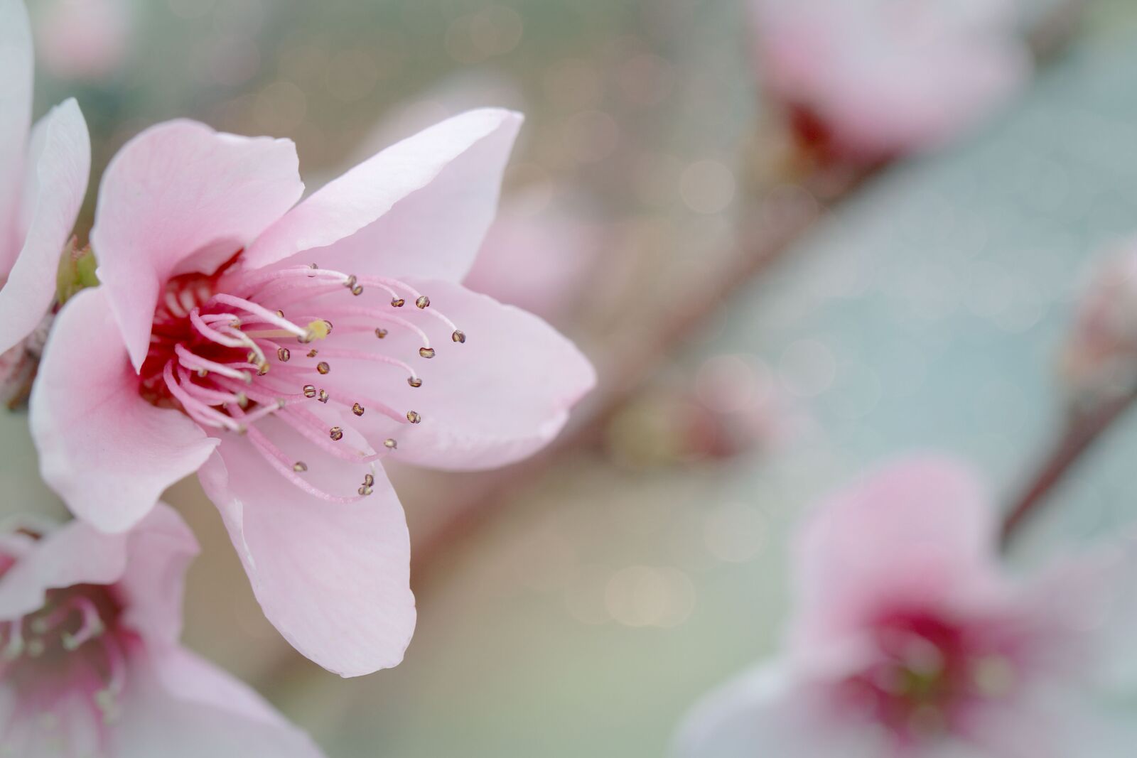 Canon EF 100mm F2.8L Macro IS USM sample photo. Nectarine, blossom, bloom photography