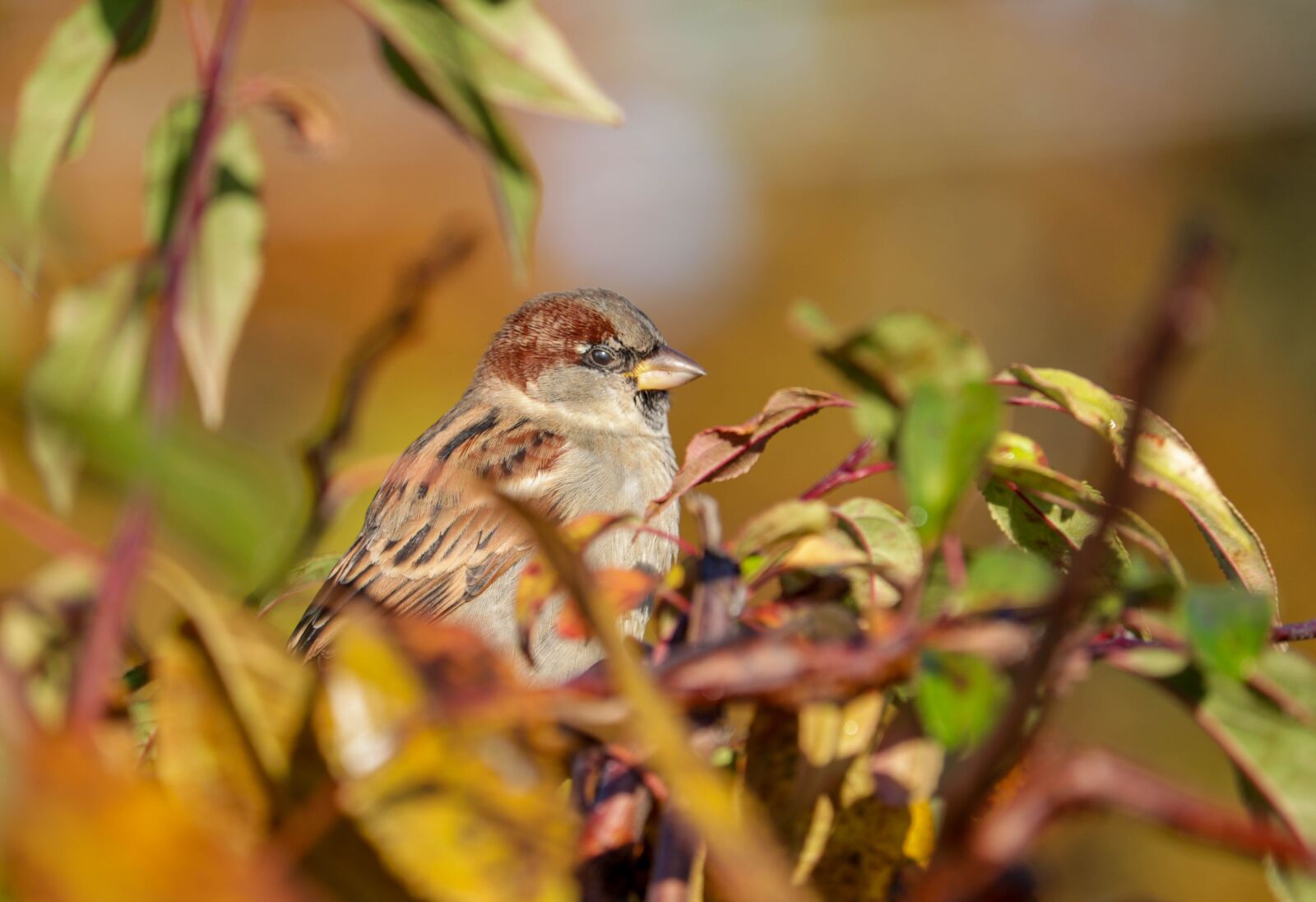 Canon EF-S 55-250mm F4-5.6 IS STM sample photo. Bird, trees, nature photography