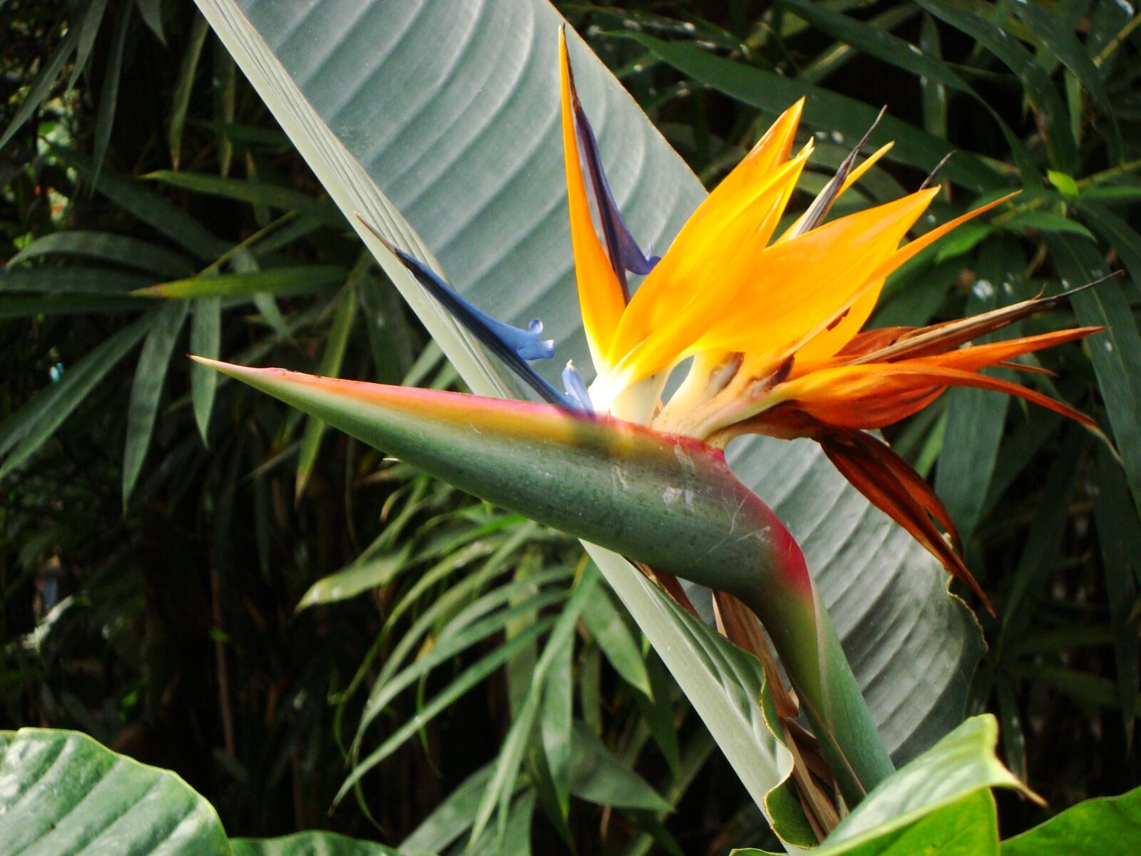 Sony Cyber-shot DSC-W120 sample photo. Bird of paradise flower photography