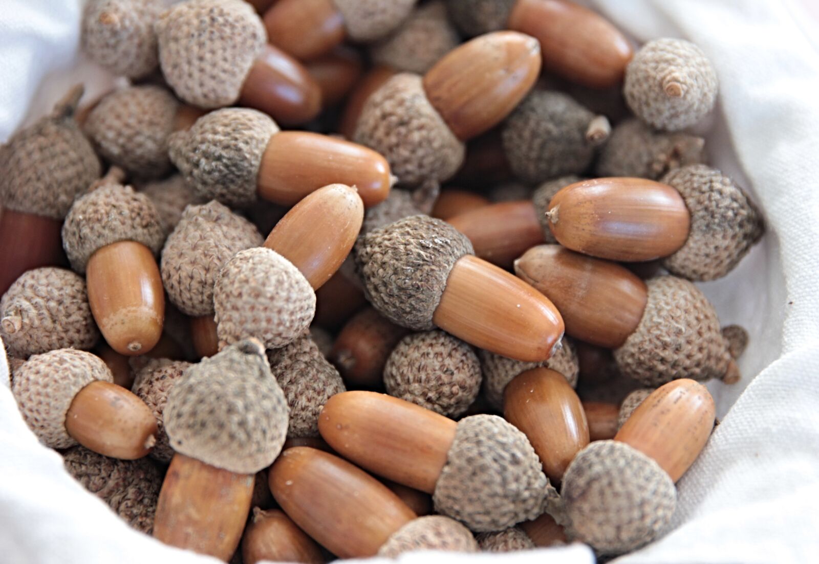 Canon EF 24-70mm F2.8L II USM sample photo. Acorns, bonito, autumn photography