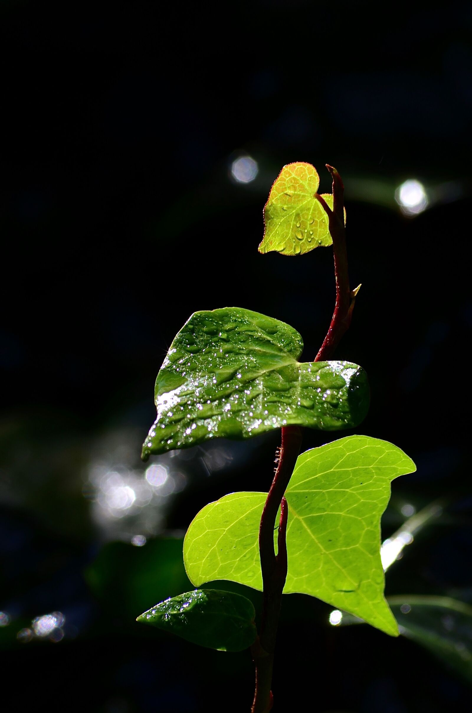 Nikon D7000 sample photo. Green, leaves, ivy photography