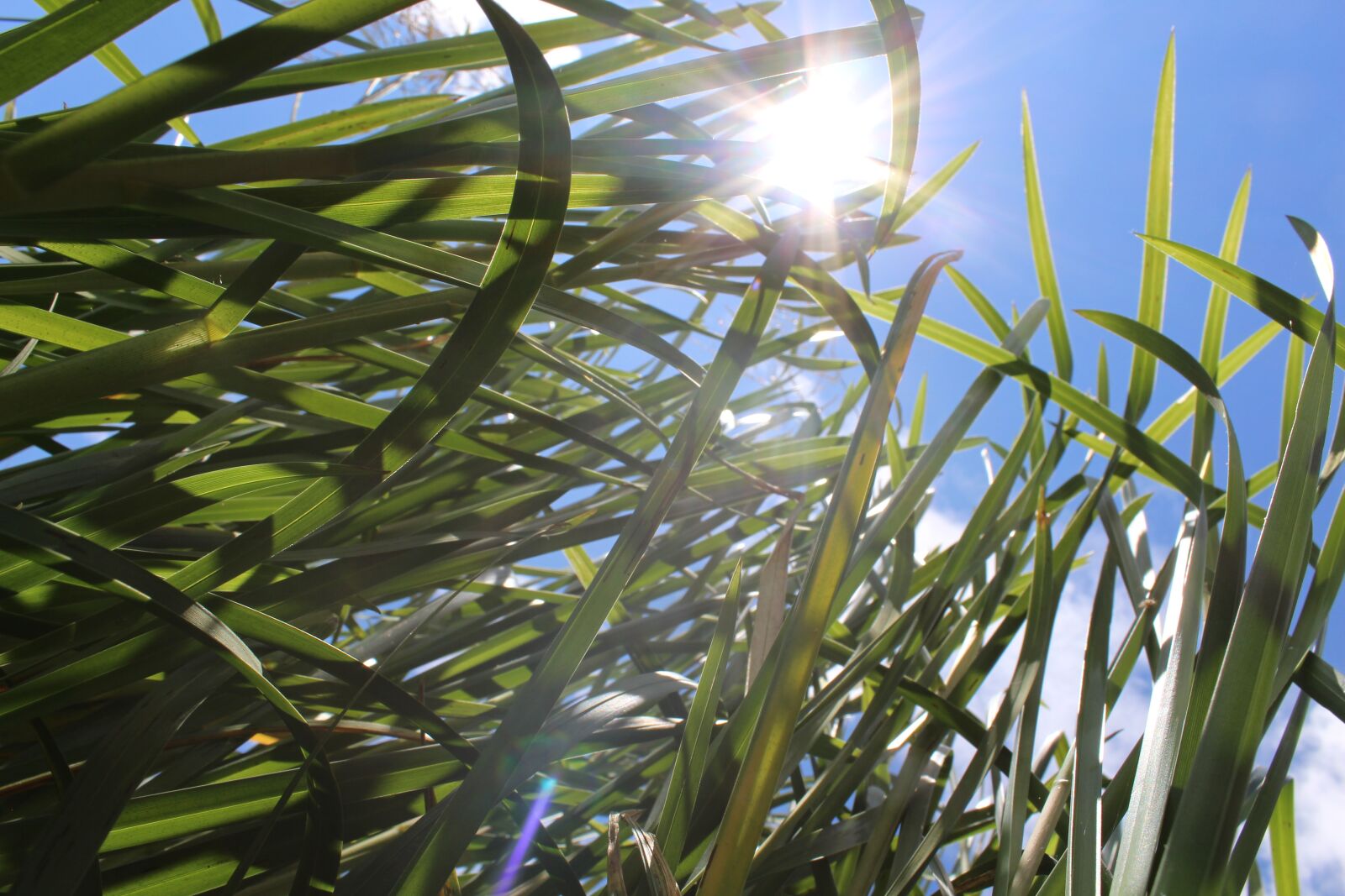 Canon EOS 700D (EOS Rebel T5i / EOS Kiss X7i) sample photo. Sunlight, summer, green photography