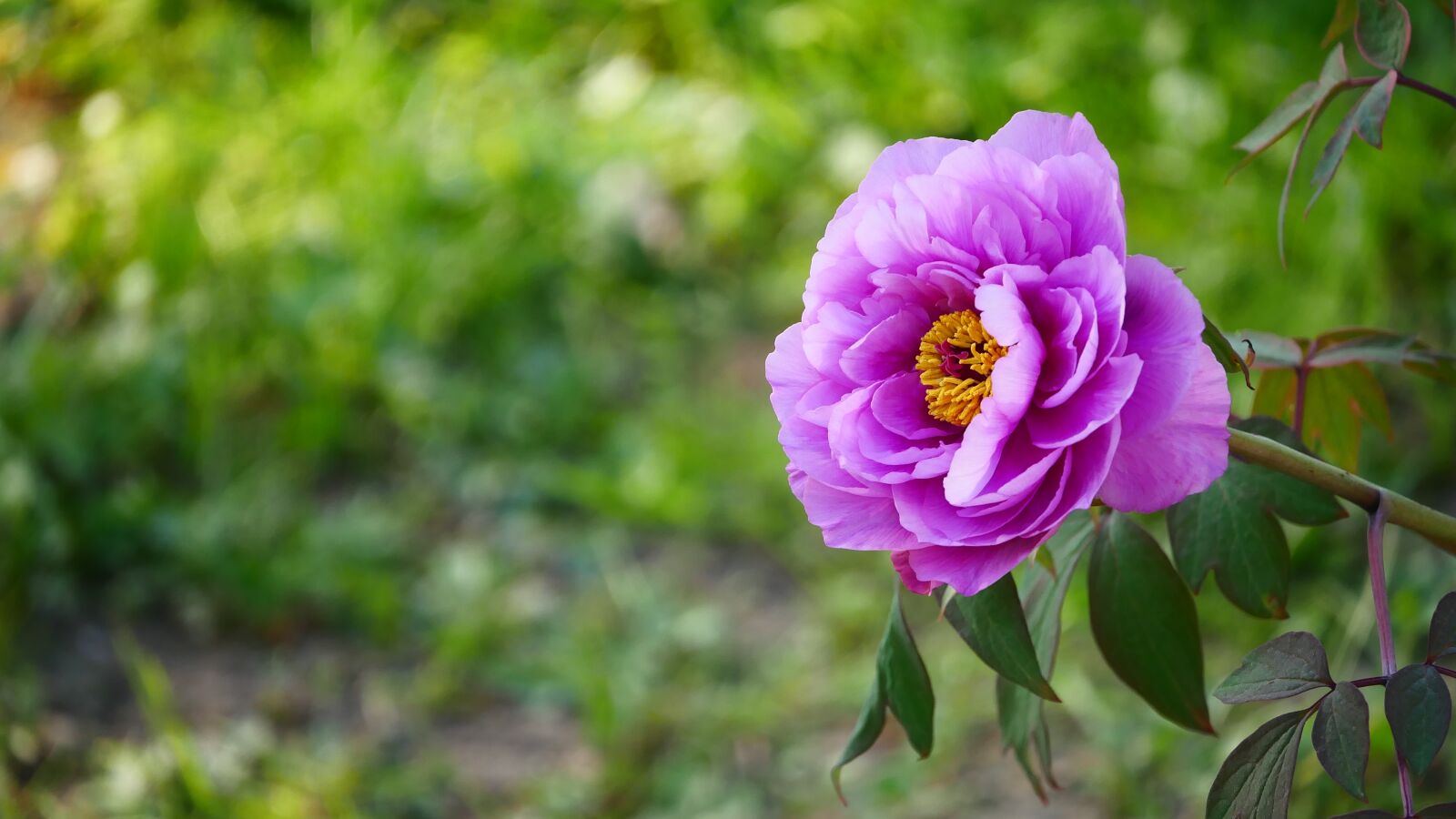 Panasonic DMC-G70 sample photo. Nature, flower, plant photography