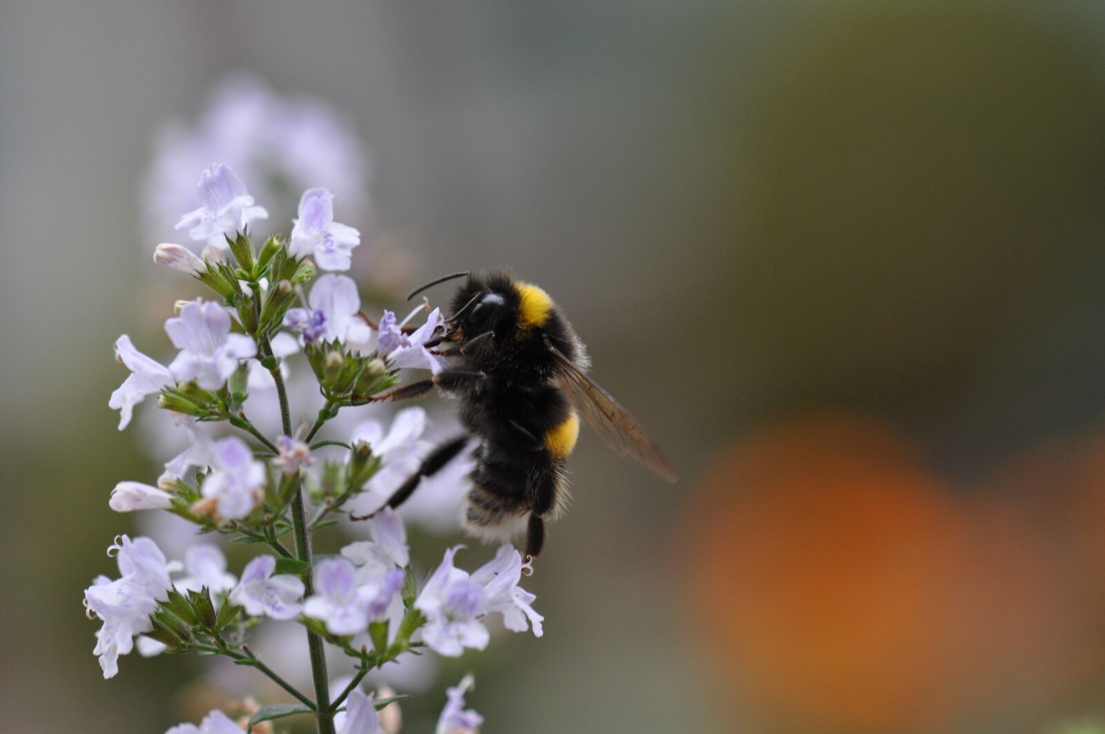 Nikon D5000 sample photo. Bumblebee, flower, flowers photography