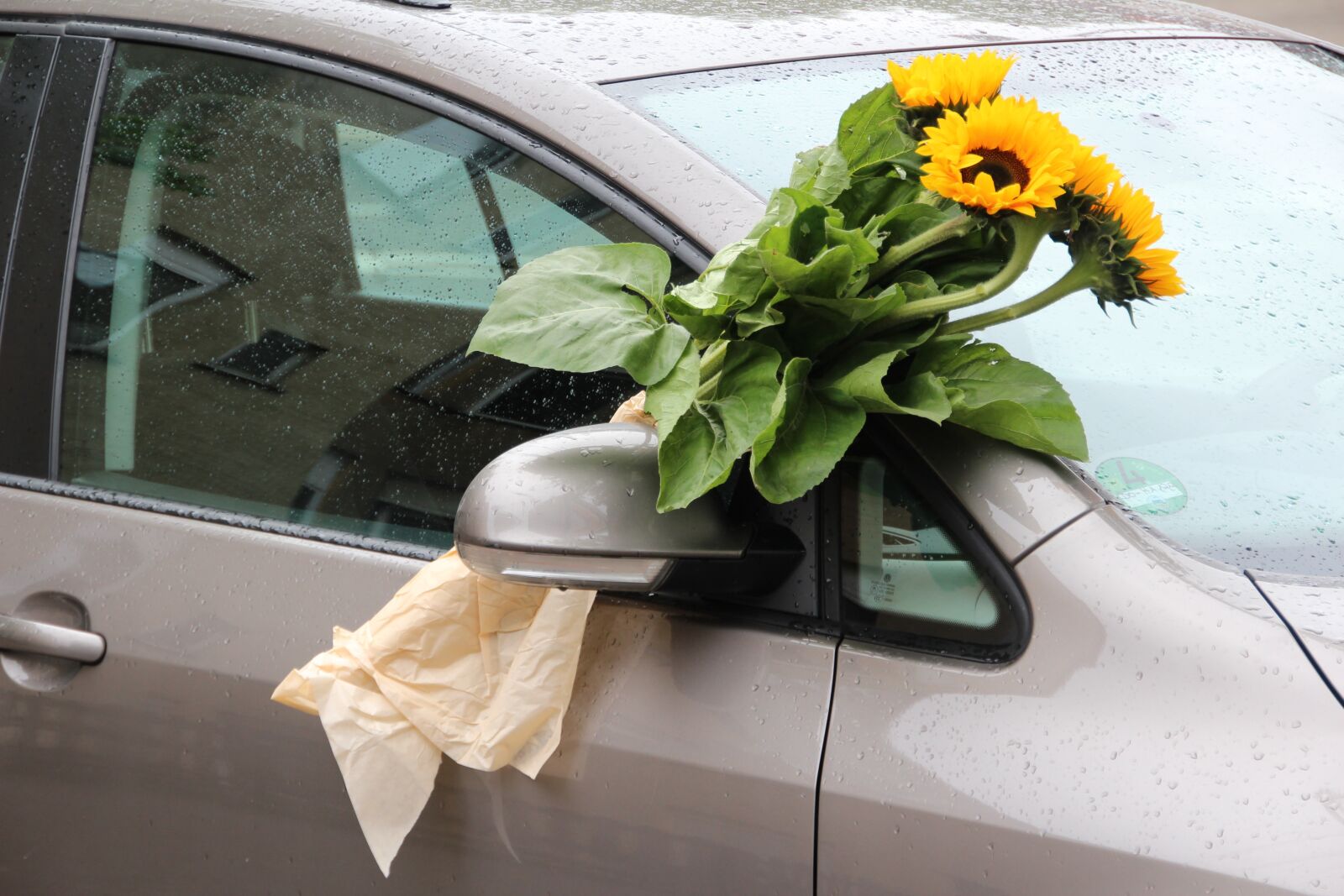 Canon EOS 600D (Rebel EOS T3i / EOS Kiss X5) sample photo. Flowers, auto, sunflower photography
