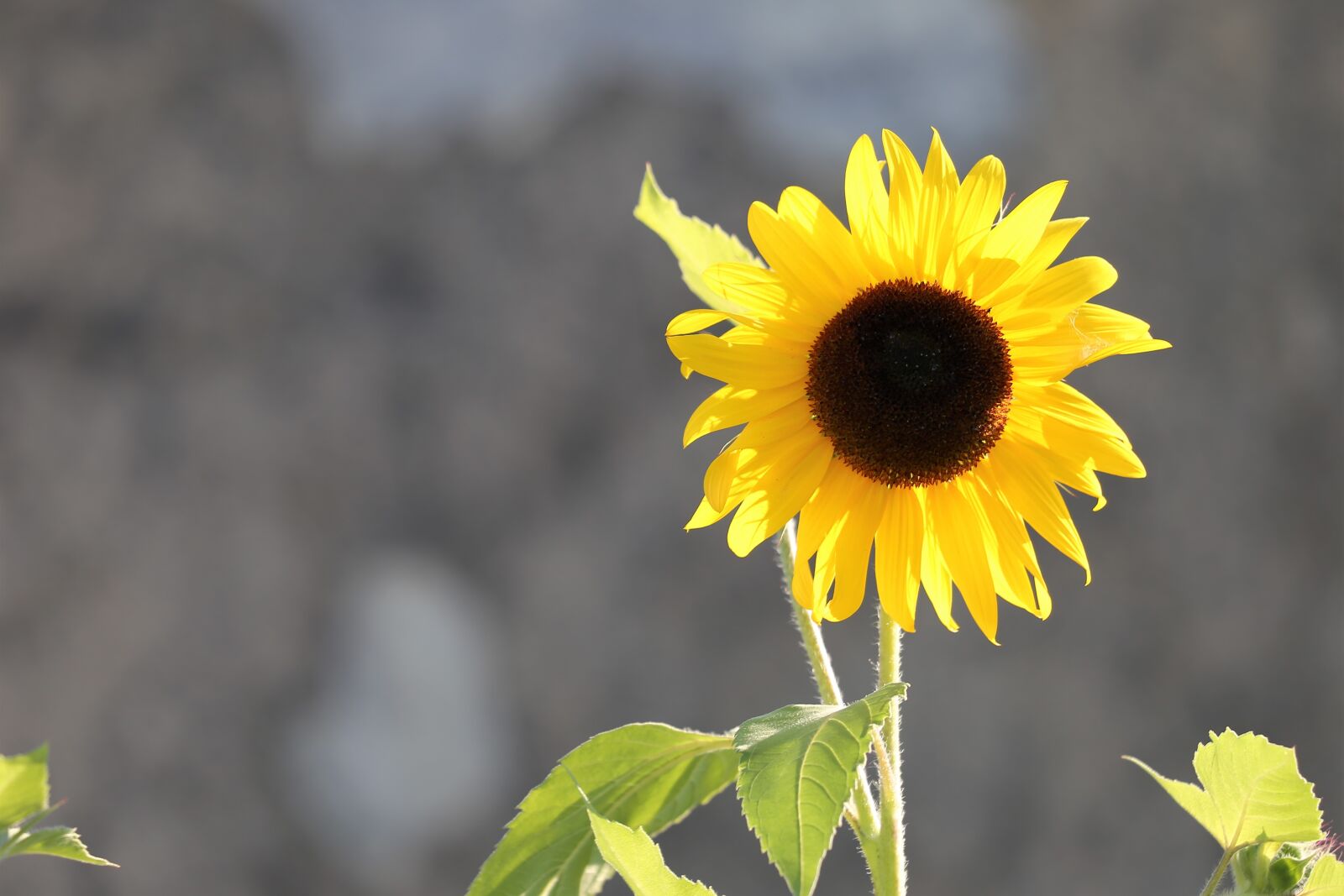 Canon EF 70-300 F4-5.6 IS II USM sample photo. Decorative sunflower, plant, bloom photography