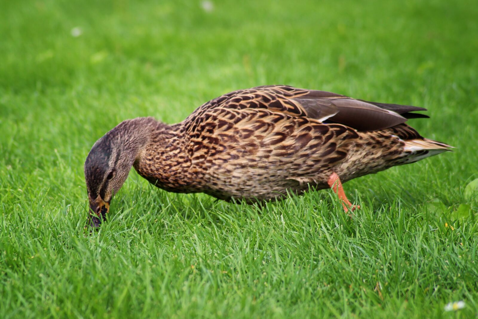 Canon EOS 600D (Rebel EOS T3i / EOS Kiss X5) sample photo. Duck, mallard, meadow photography