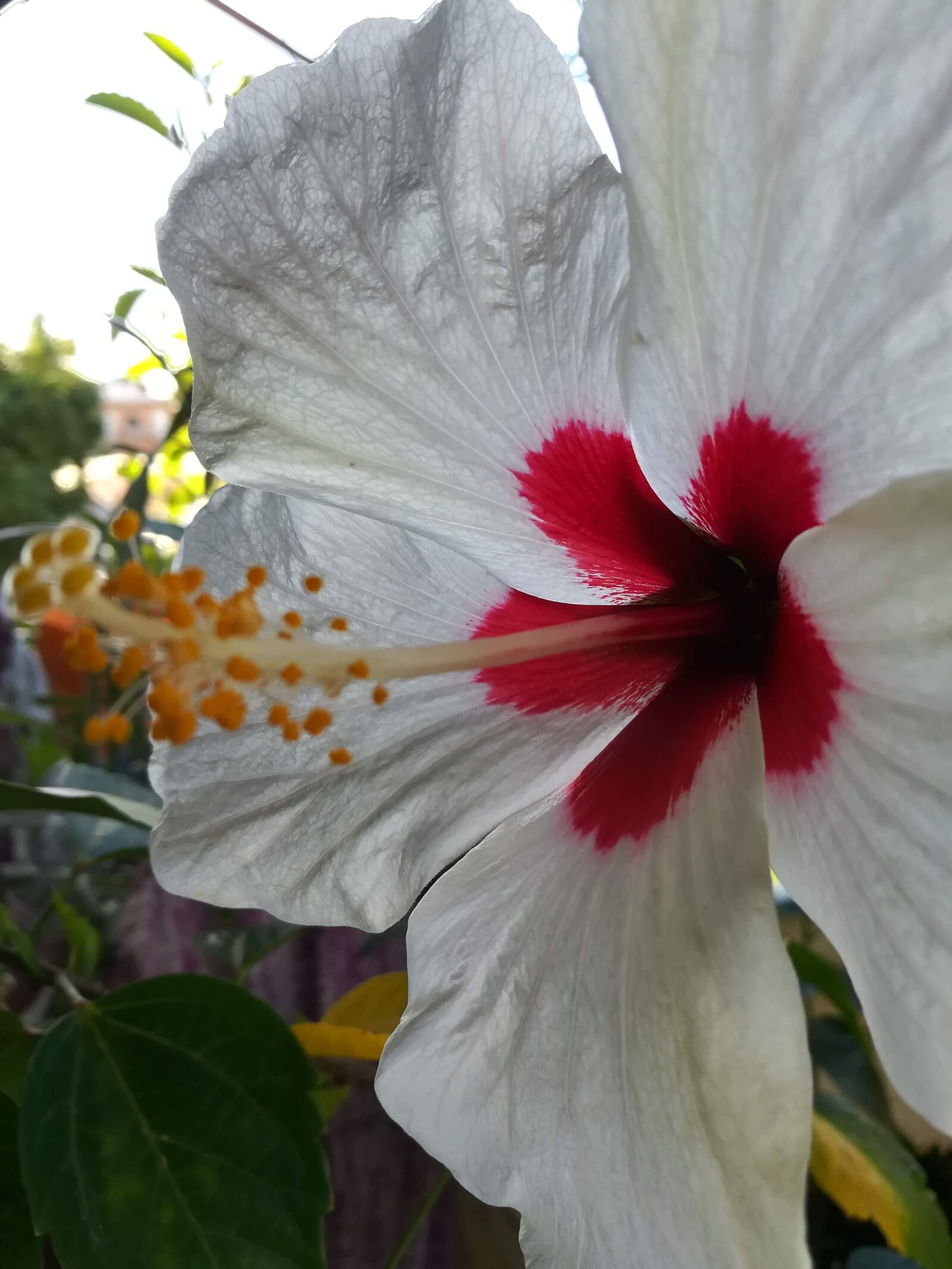 HUAWEI honor 6x sample photo. Hibiscus, flower, tropical photography