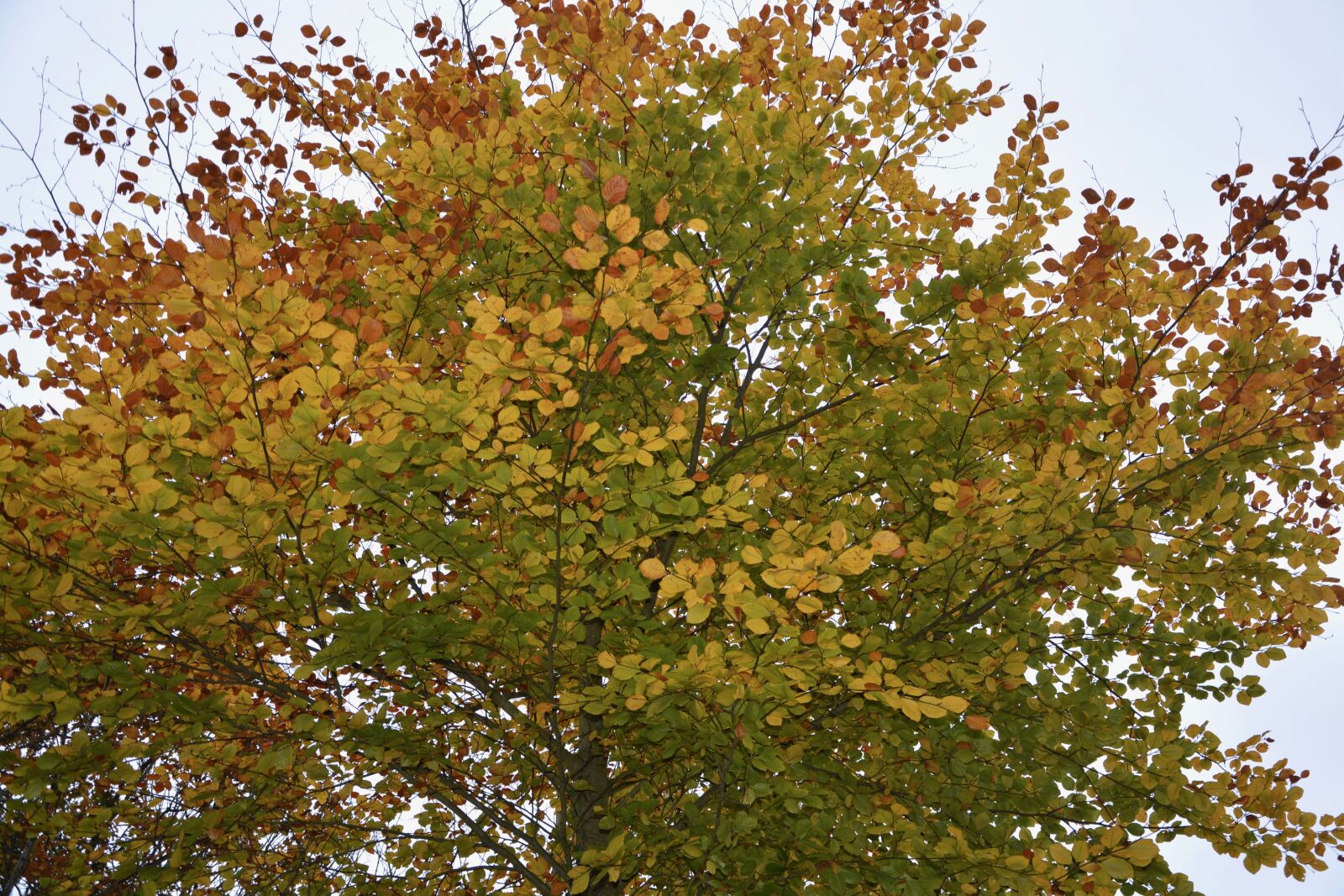 Nikon D5200 sample photo. Arbre, couleur, automne, feuilles photography