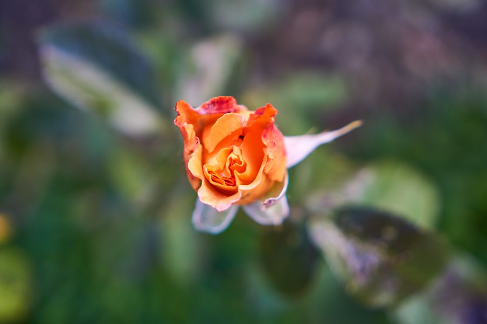 Sony E 35mm F1.8 OSS sample photo. Rose, blossom, bloom photography