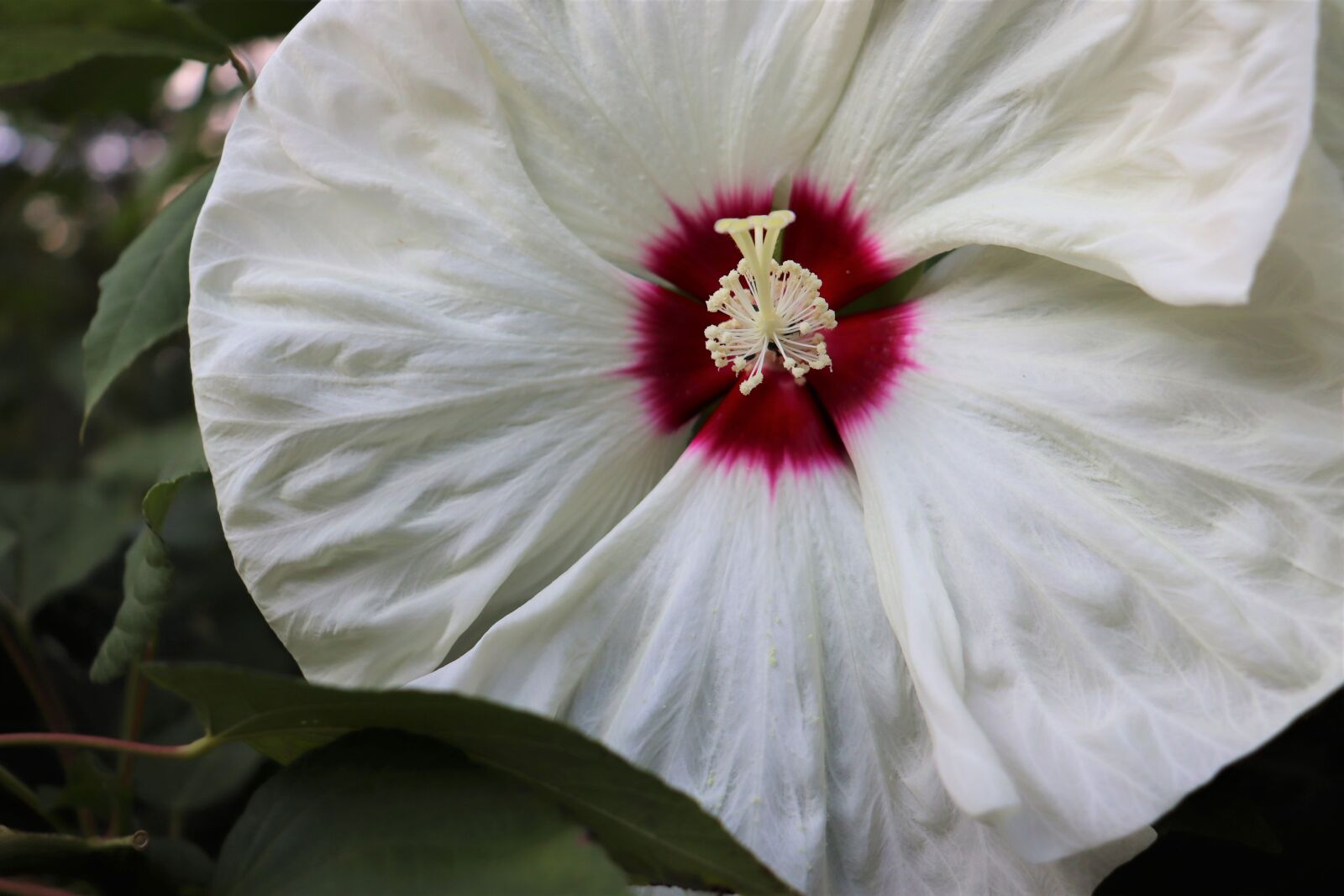 Canon EOS 250D (EOS Rebel SL3 / EOS Kiss X10 / EOS 200D II) sample photo. Hibiscus, bloom, blossom photography