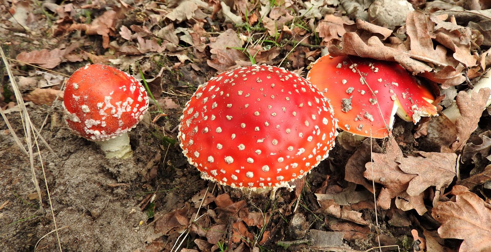 Nikon Coolpix P610 sample photo. Fungi, toxic mushroom, fly-agaric photography