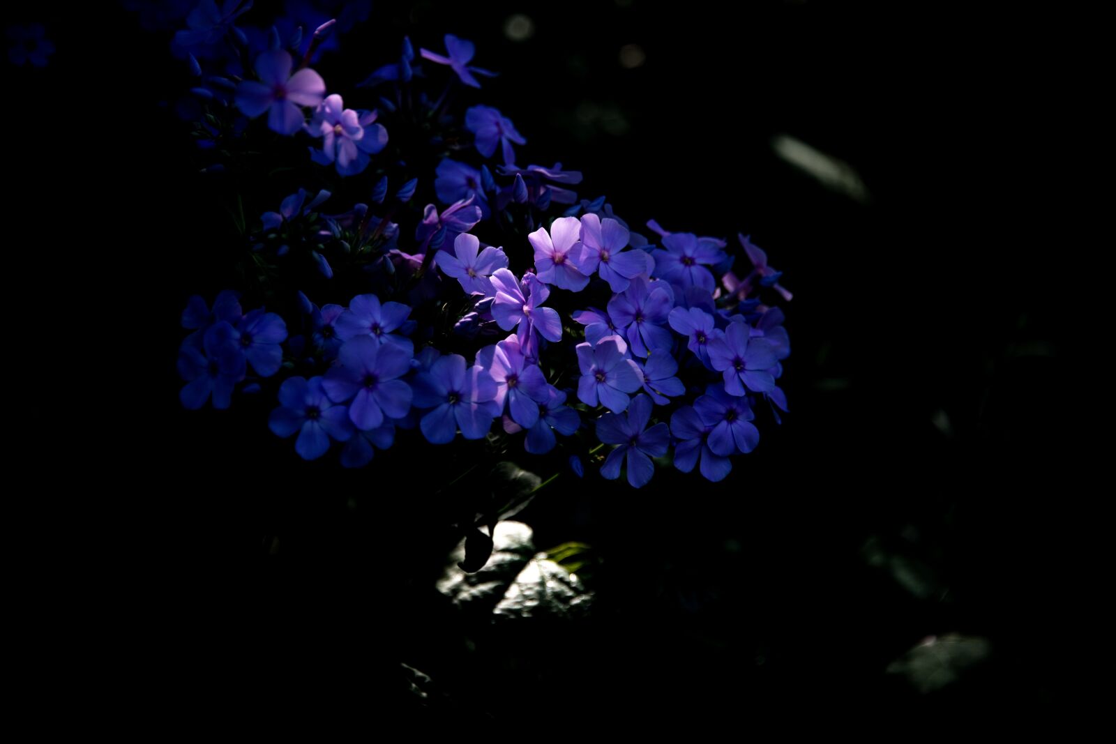 Nikon D850 sample photo. Phlox, flower, purple photography