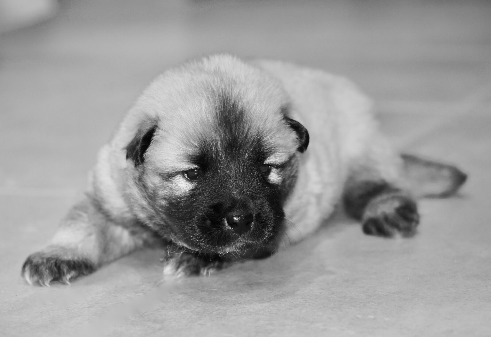 Nikon D5600 sample photo. Dog, puppy, photo black photography
