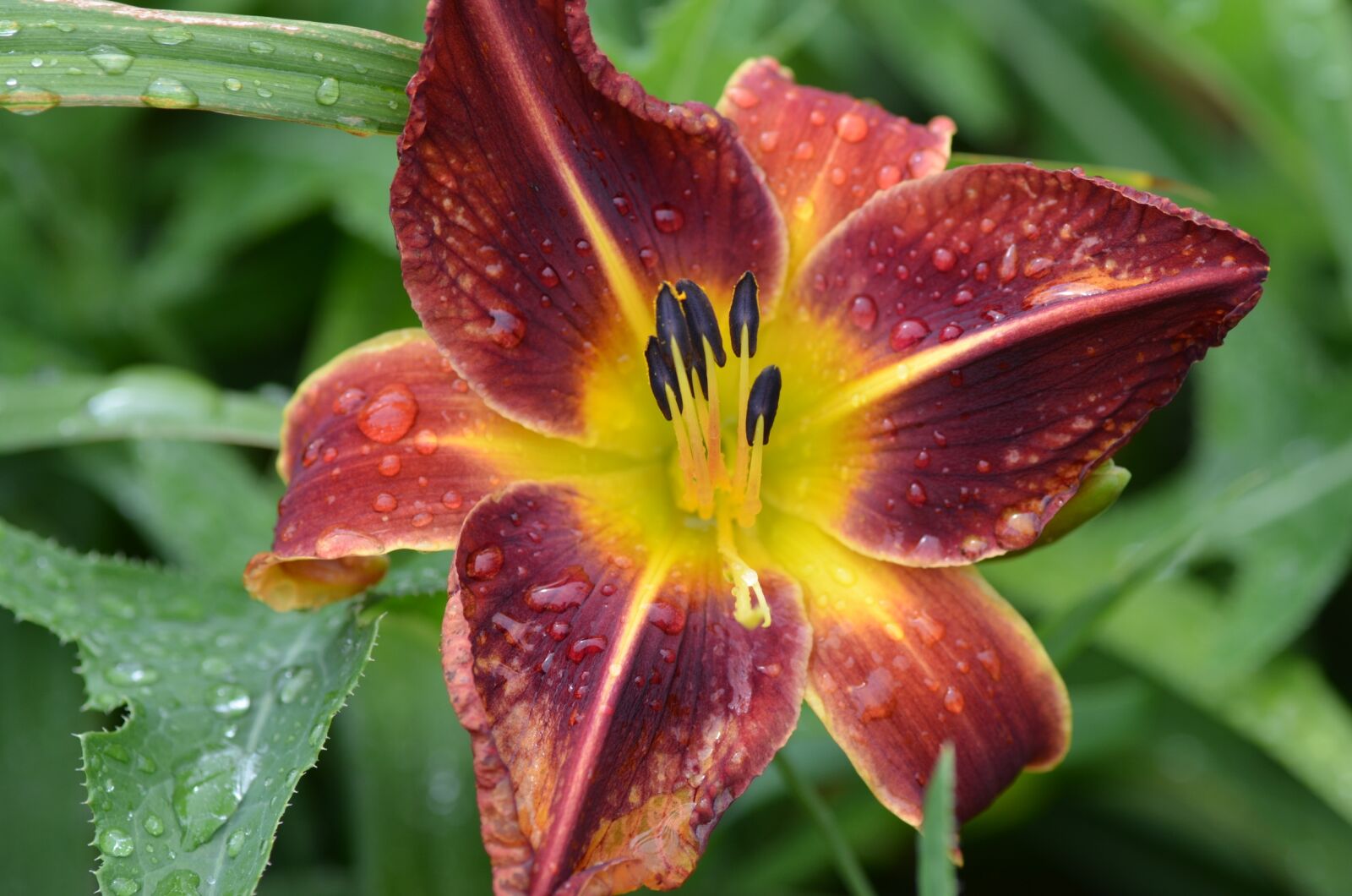 Nikon D5100 sample photo. Rain, flower, water photography