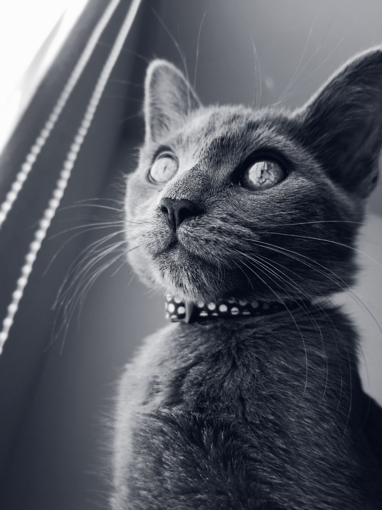 HUAWEI P20 Pro sample photo. Cat, kitten, pet photography
