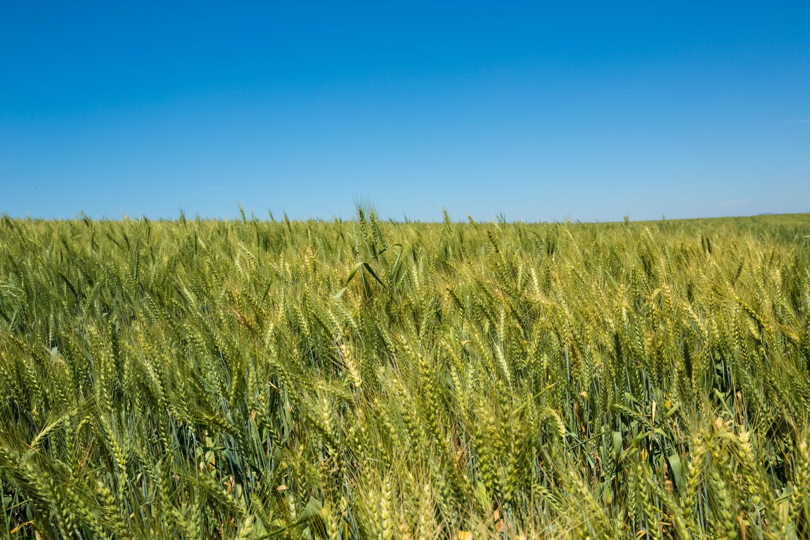 Canon EF 16-35mm F2.8L II USM sample photo. Field, nature, wheat photography