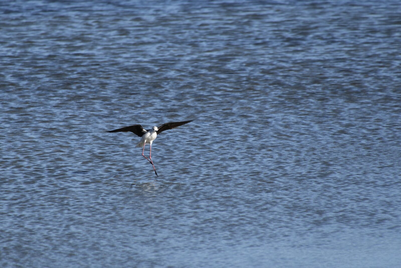Nikon D500 sample photo. Black-winged stilt, wader, bird photography