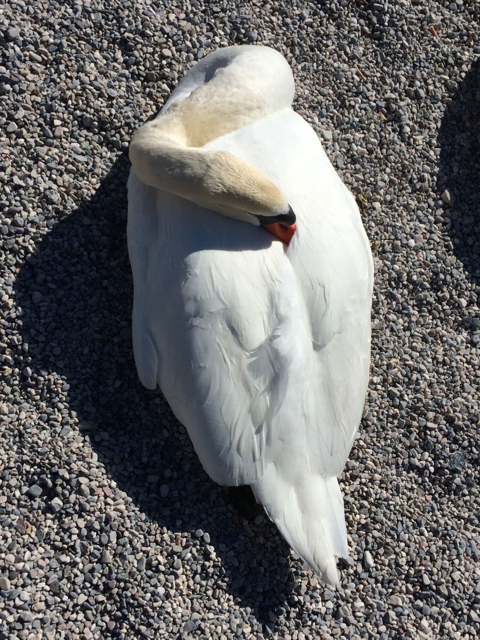 Apple iPhone 5s sample photo. Swan, animal, bird photography
