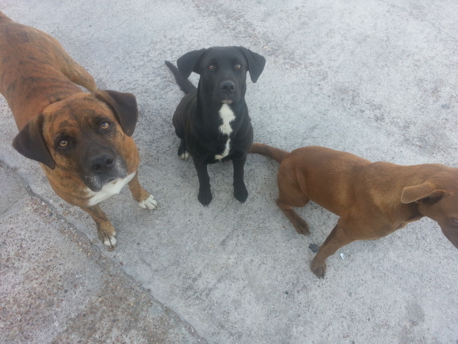 Samsung Galaxy S3 sample photo. Dog, bar, animal photography