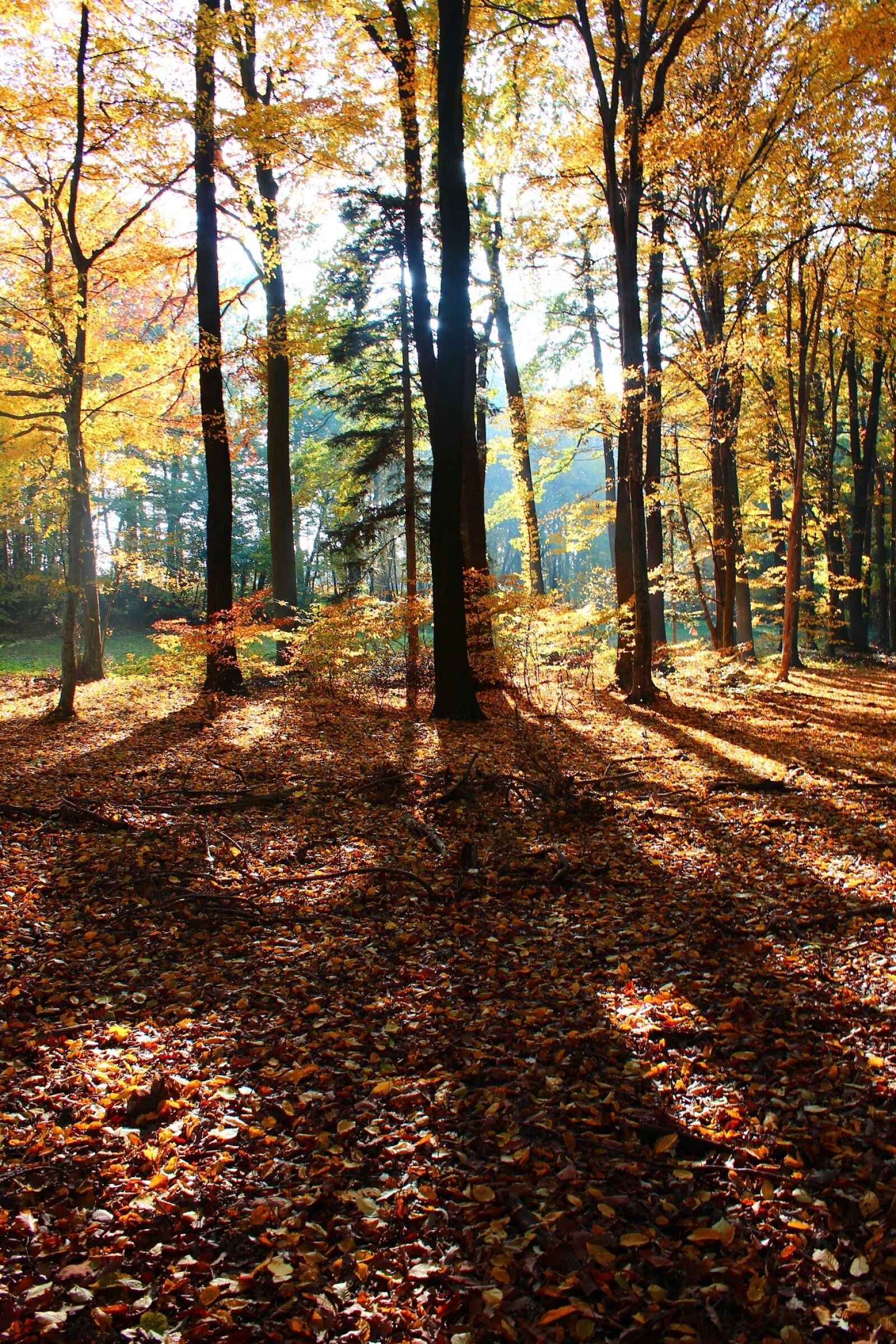 Canon EOS 600D (Rebel EOS T3i / EOS Kiss X5) sample photo. Forest, leaves, sky photography